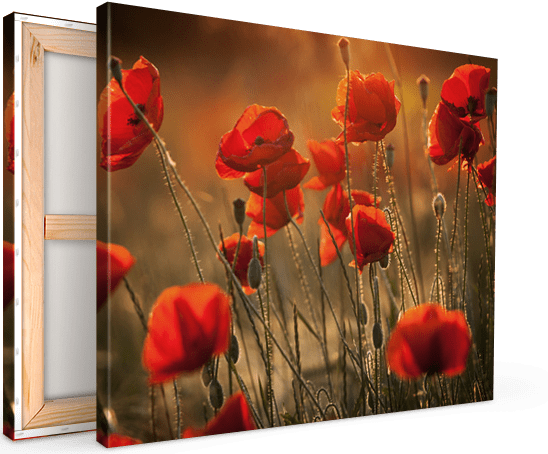 canvas print flower field