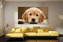 huge puppy photo acrylic over couch
