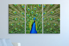 multi panel acrylic peacock